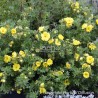 Potentilla fruticosa Double Punch® Gold 'MINJAU03'