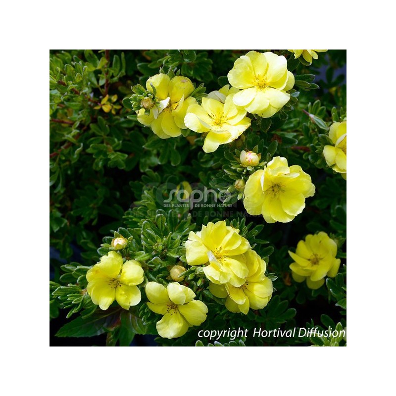 Potentilla fruticosa Double Punch® Gold 'MINJAU03'