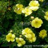 Potentilla fruticosa Double Punch® Gold 'MINJAU03'