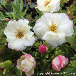 Potentilla fruticosa Double Punch® Cream 'MINCRERO01'