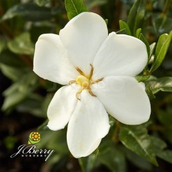 Gardenia SWEET HEART 'PS 2013 3'