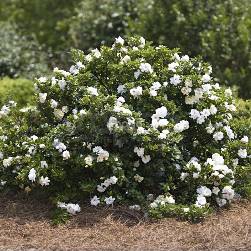Gardenia jasminoides deals