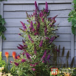 Buddleja davidii BUTTERFLY TOWER 'TOBUD1305'