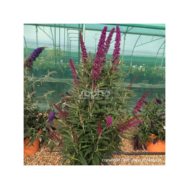 Buddleja davidii BUTTERFLY TOWER 'TOBUD1305'