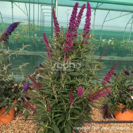 Buddleja davidii BUTTERFLY TOWER 'TOBUD1305'