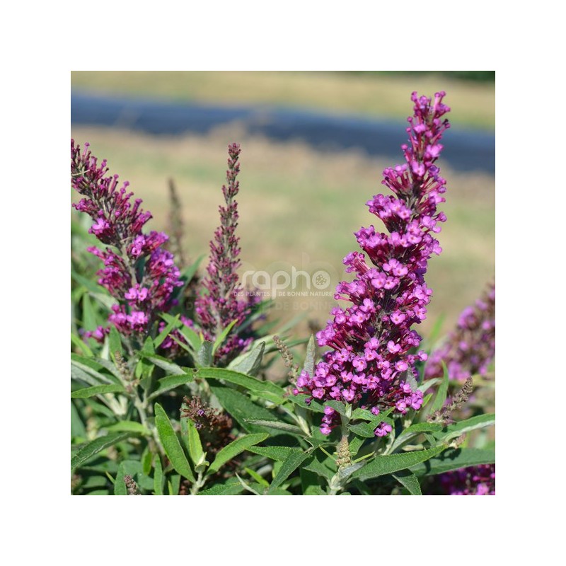 Buddleja davidii BUTTERFLY TOWER 'TOBUD1305'