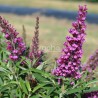 Buddleja davidii BUTTERFLY TOWER 'TOBUD1305'