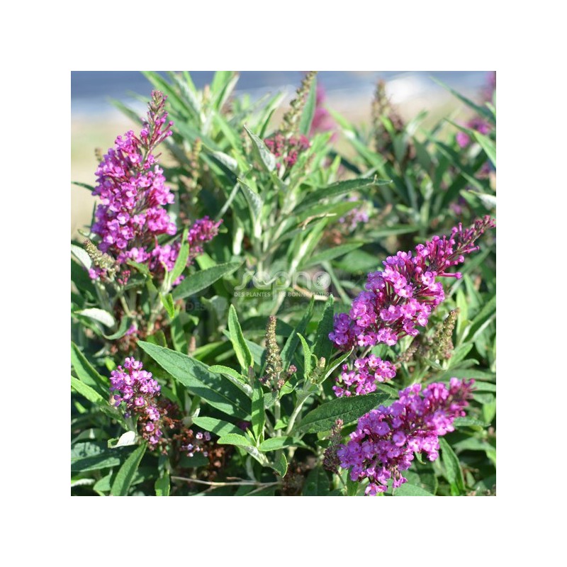 Buddleja davidii BUTTERFLY TOWER 'TOBUD1305'