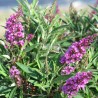 Buddleja davidii BUTTERFLY TOWER 'TOBUD1305'