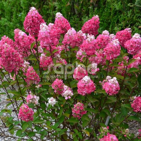 Hydrangea paniculata FRAMBOISINE® 'Rensam'