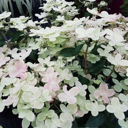 Hydrangea paniculata POLESTAR® 'BREG14'