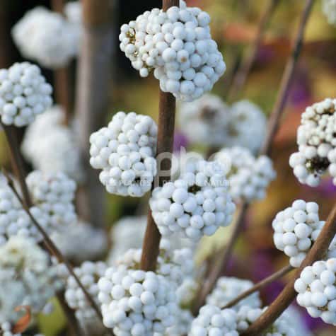 Callicarpa bodinieri MAGICAL® Snowstar 'KOLMSNOSTAR' baies blanches en hiver copyright KOLSTER