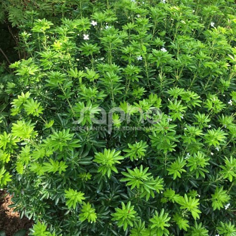 Choisya GREENFINGERS 'Lissfing' arbuste bien ramifié, tiges robustes, forme arrondie