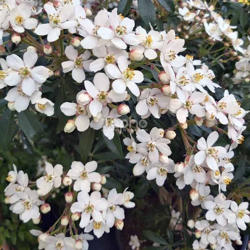 Choisya GREENFINGERS 'Lissfing' floraison très abondante et parfumée