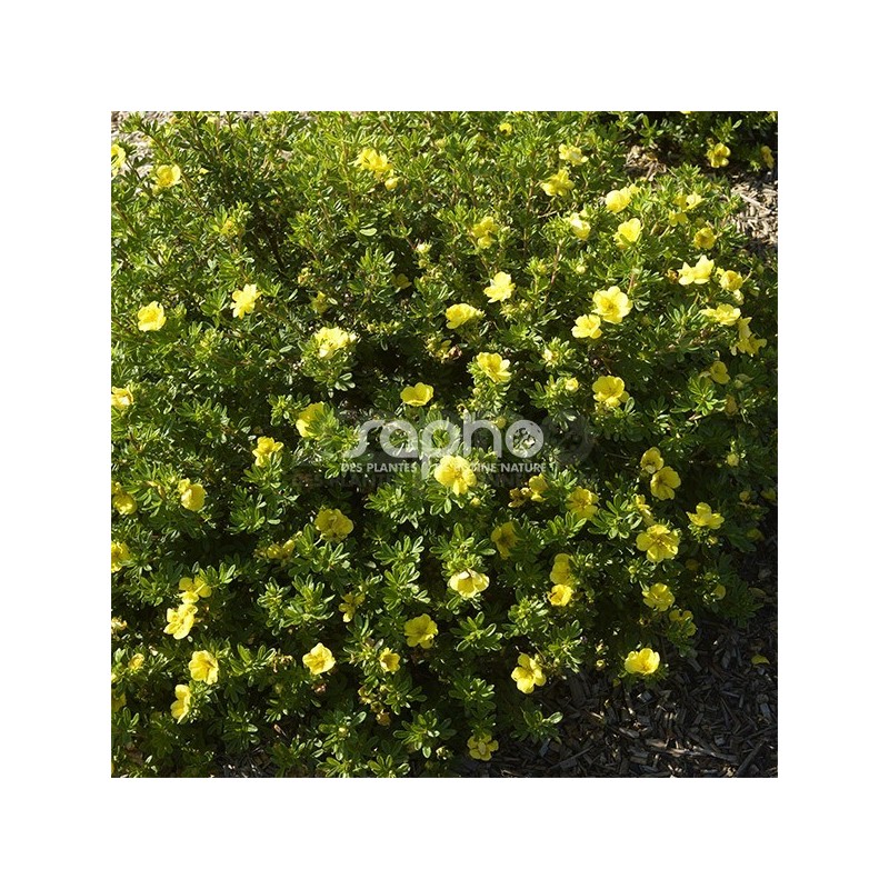 Potentilla fruticosa Double Punch® Gold 'MINJAU03'