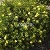 Potentilla fruticosa Double Punch® Gold 'MINJAU03'