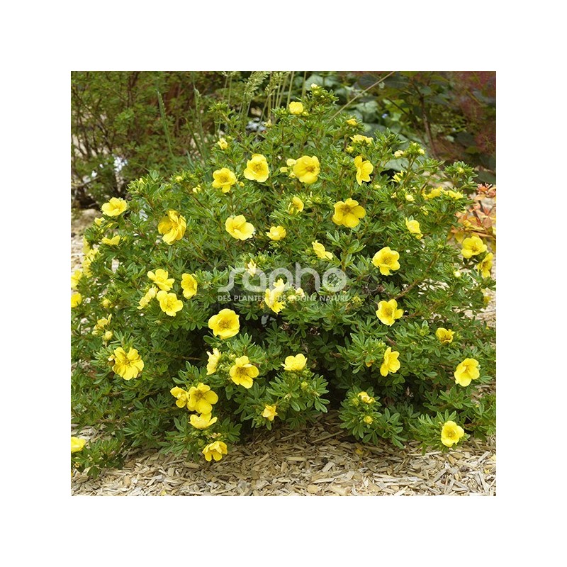 Potentilla fruticosa Double Punch® Gold 'MINJAU03'