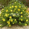 Potentilla fruticosa Double Punch® Gold 'MINJAU03'