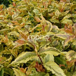 Diervilla splendens Honey Surprise 'DIWIBRU02'