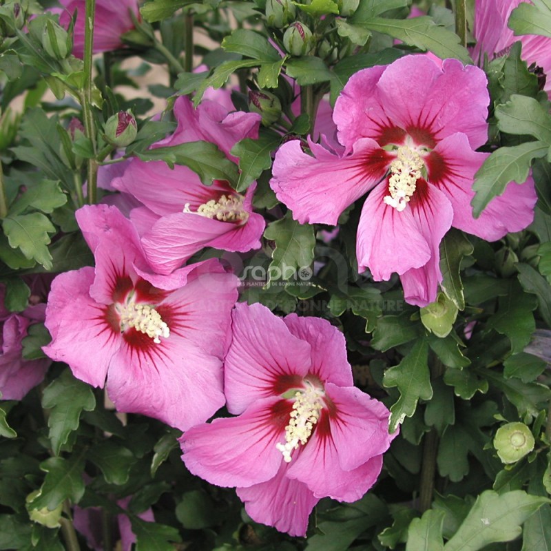 Hibiscus Syriacus Russian Violet Floru