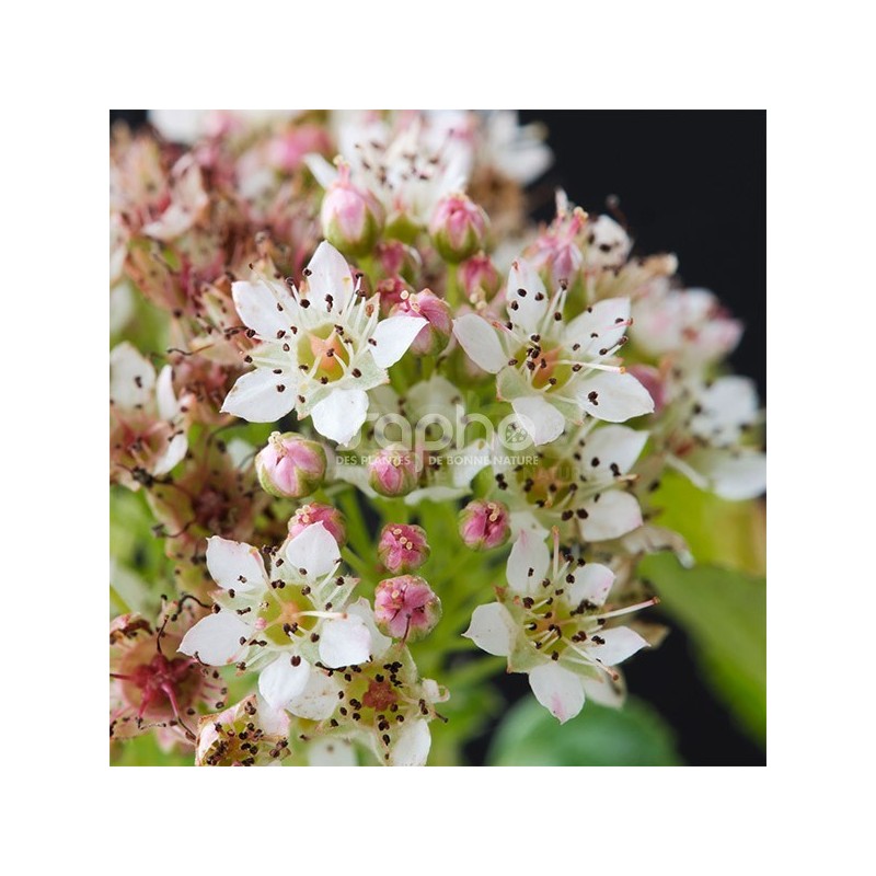 Physocarpus opulifolius Raspberry Lemonade®  'ZLEYel2'
