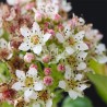 Physocarpus opulifolius Raspberry Lemonade®  'ZLEYel2'