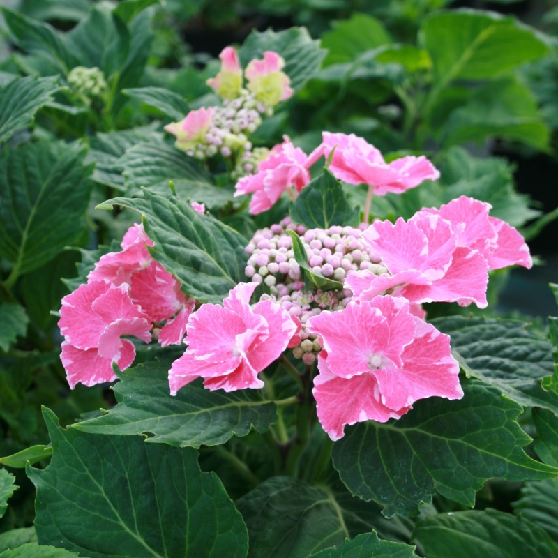 Hydrangea macrophylla SO LONG® 'Starlit Sky'