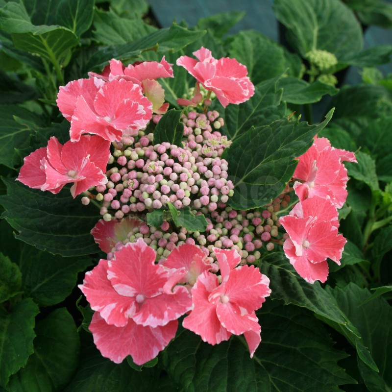 Hydrangea macrophylla SO LONG® 'Starlit Sky'