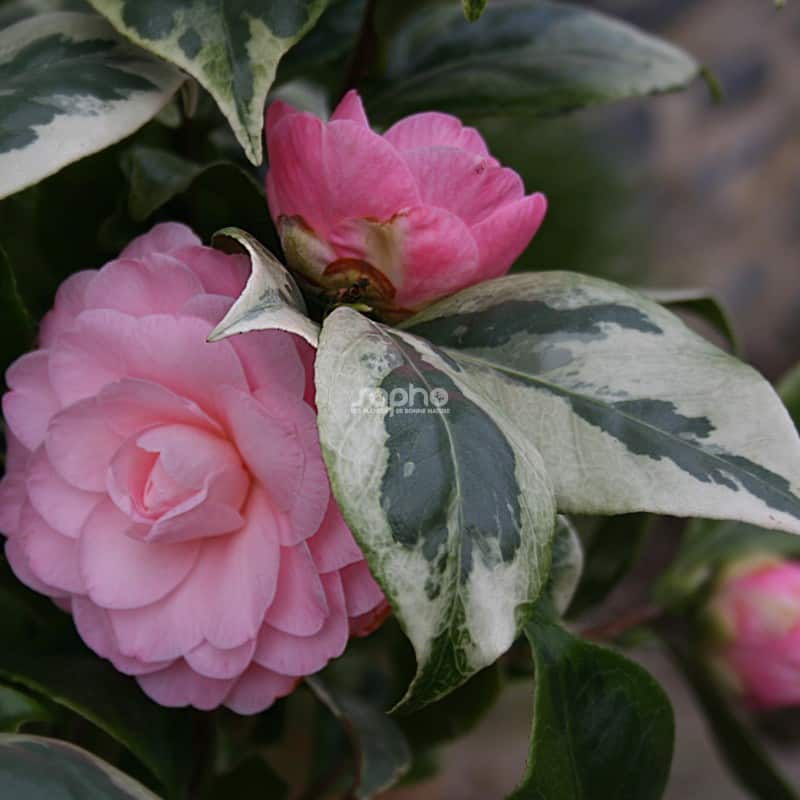 Camellia japonica 'Kerguelen'