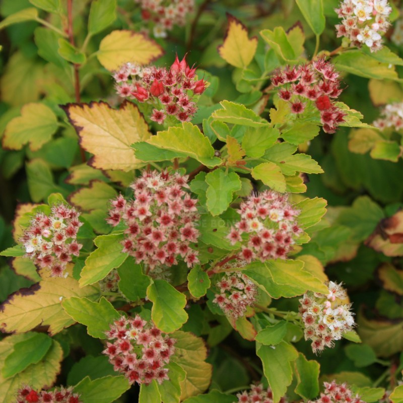 Physocarpus opulifolius Raspberry Lemonade®  'ZLEYel2'