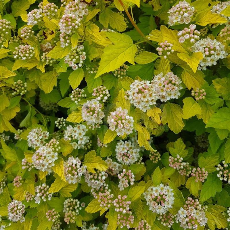 Physocarpus opulifolius Raspberry Lemonade®  'ZLEYel2'