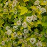 Physocarpus opulifolius Raspberry Lemonade®  'ZLEYel2'