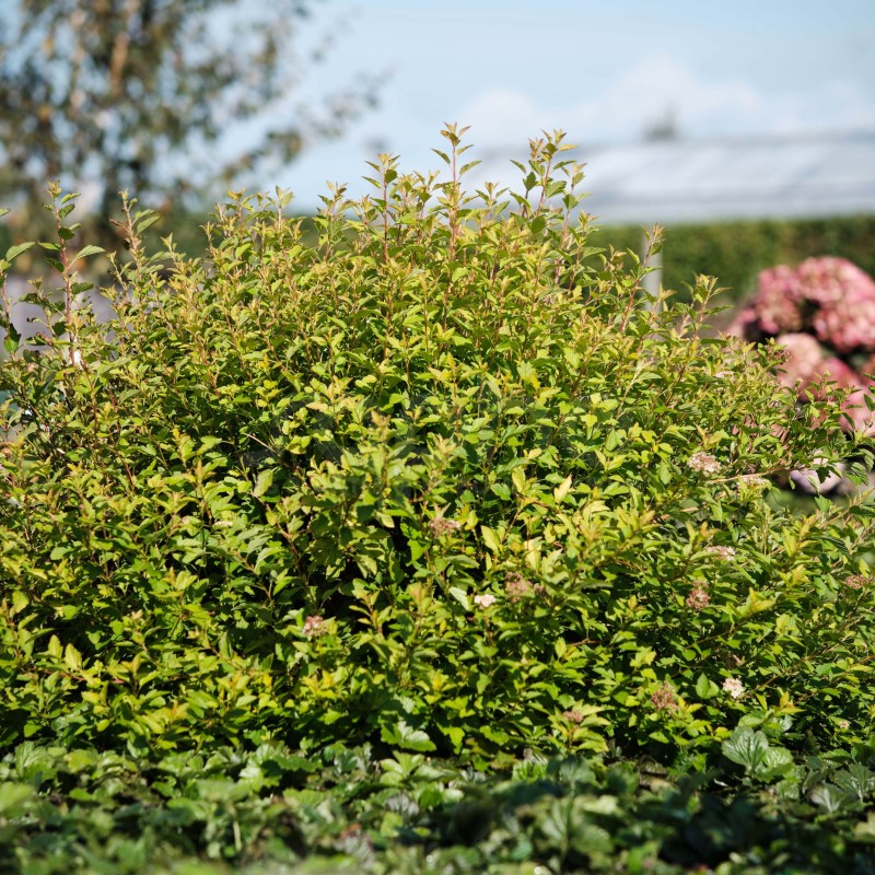 Physocarpus opulifolius Raspberry Lemonade®  'ZLEYel2'