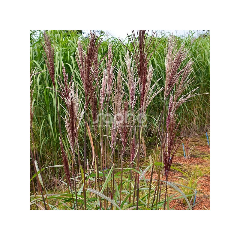 Miscanthus WINDY® Zephyr 'SEL 111-19'