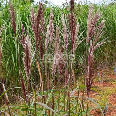 Miscanthus WINDY® Zephyr 'SEL 111-19'