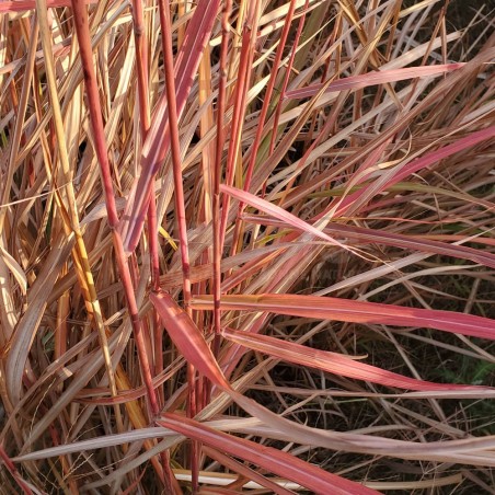 Miscanthus sinensis 'Red Zenith'