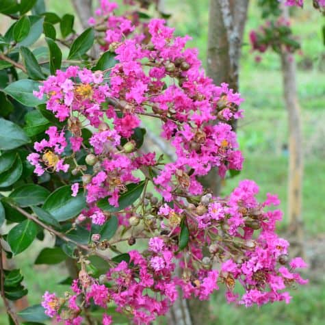 Lagerstroemia indica MIMIE® ROSE 'DABLAGE02'