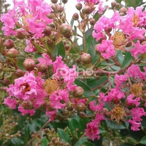 Lagerstroemia indica MIMIE® ROSE 'DABLAGE02' gros plan fleurs