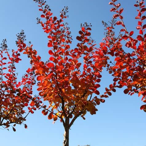 Lagerstroemia indica BRAISE D'ETE 'Indybra' couleur d'automne