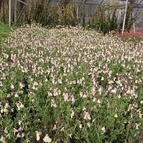 Salvia x jamensis 'Melen'