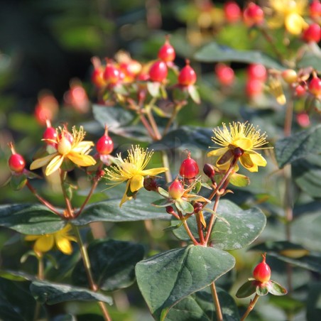 Hypericum x inodorum MAGICAL® Red Fame 'Kolmaref'