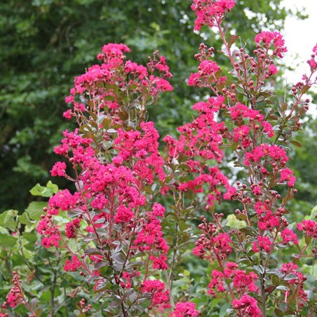 Lagerstroemia indica MIMIE® Fuchsia 'DABLAGE01'