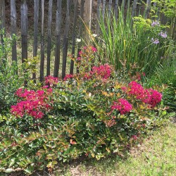 Lagerstroemia indica MIMIE® Fuchsia 'DABLAGE01'