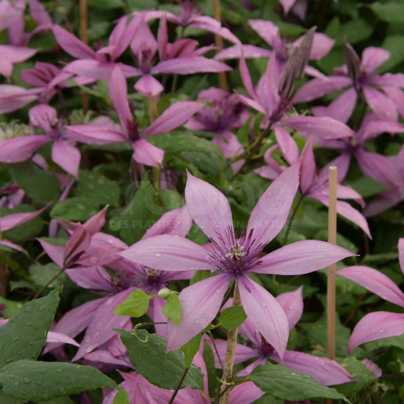 Clematis Princesse Arabelle® 'CERpara'