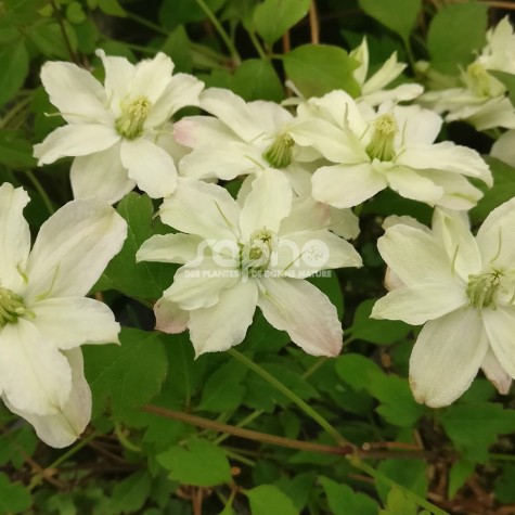 Clematis montana STARLET® White Perfume 'HYFLET'