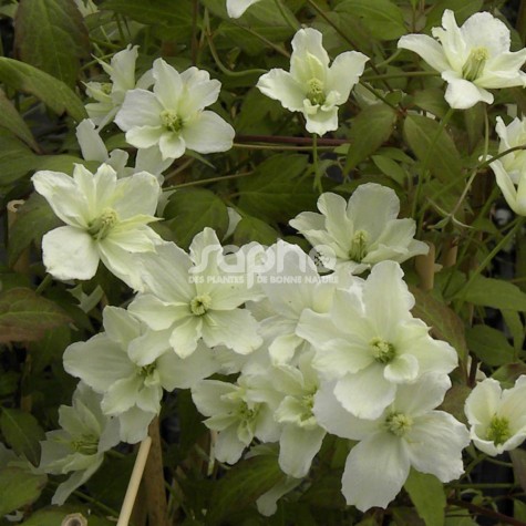 Clematis montana STARLET® White Perfume 'HYFLET'