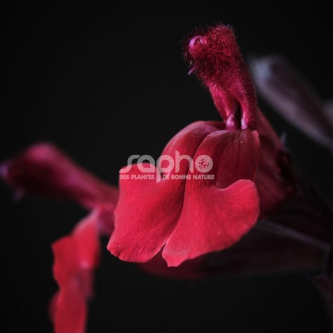 Salvia Magical ® Zambesi (19-009-03 red purple)