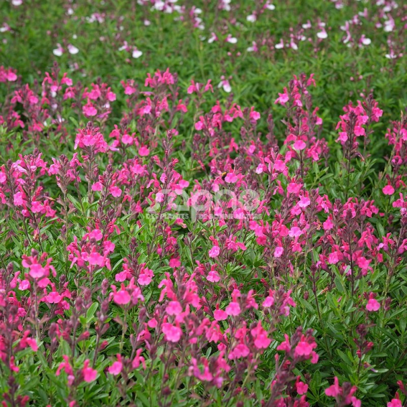 Salvia Magical® Amazone(19-009-02 pink red)