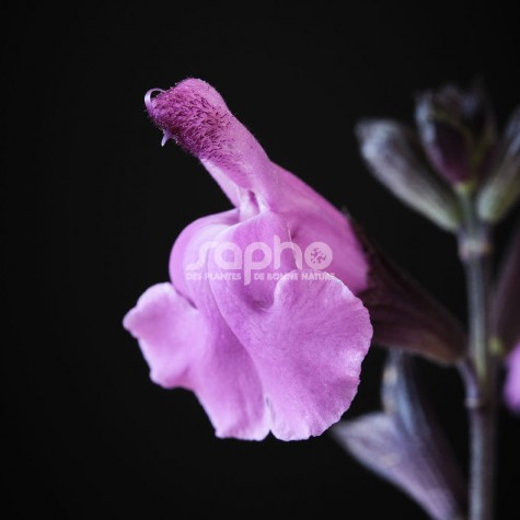 Salvia Magical® Loire (19-015-06 purple)