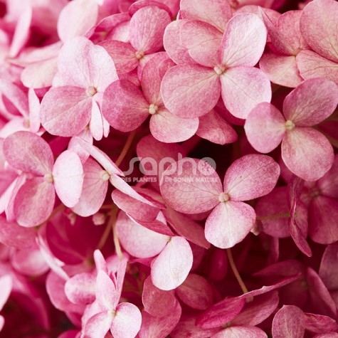 Hydrangea arborescensMAGICAL® Dark Pink 'Bokodapi'